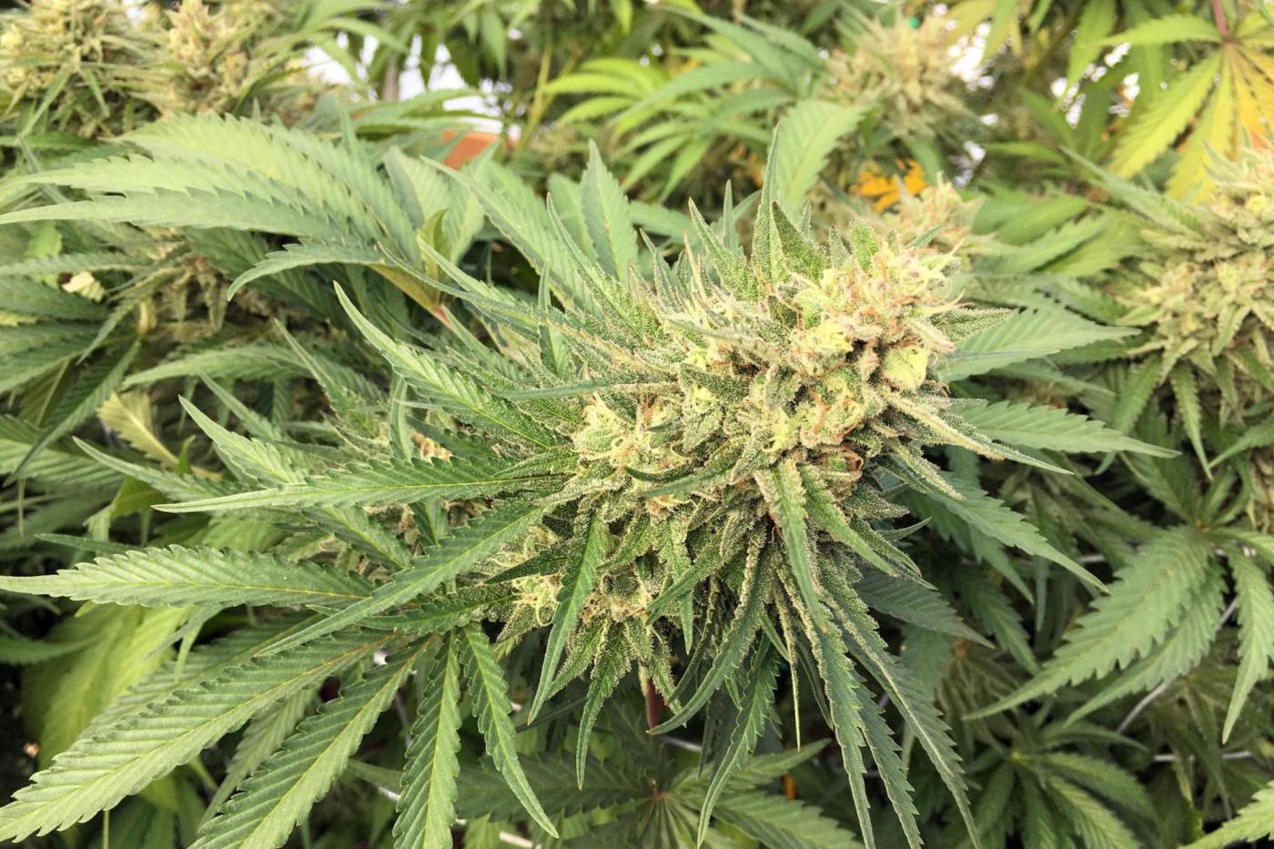 Ticker: Weed judges wanted for Cannabis Cup; Mt. Washington Observatory names new director  – The Cannabist