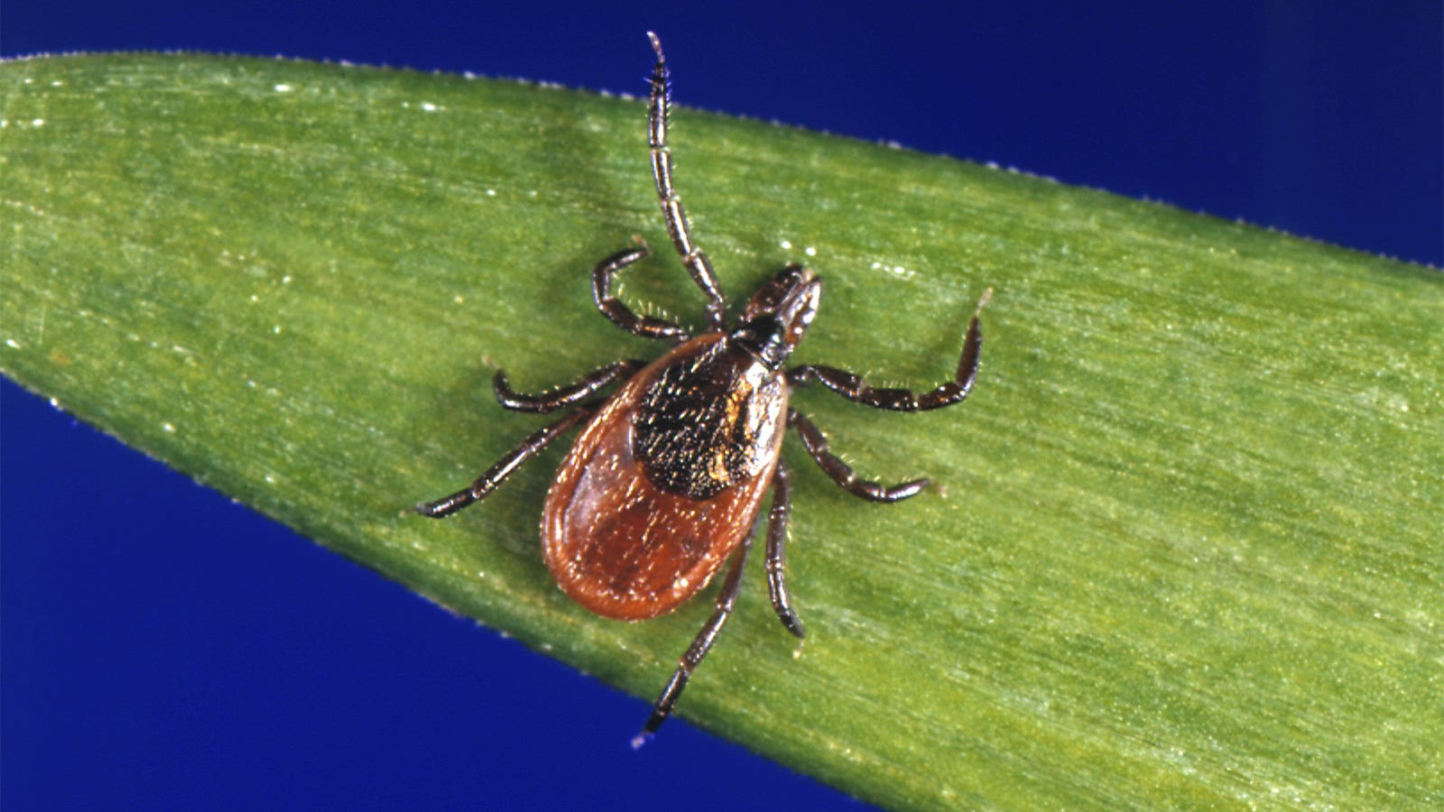 Tick Season Has Arrived. Here Are Tips for Protection.